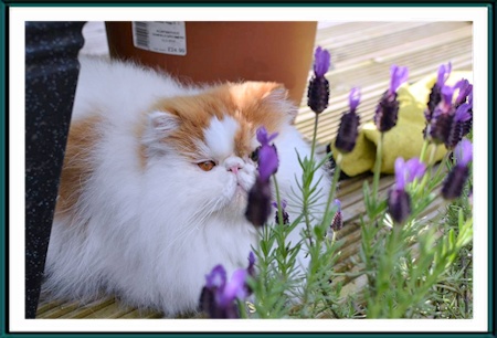 Jasper today in the garden with us enjoying the warm weather